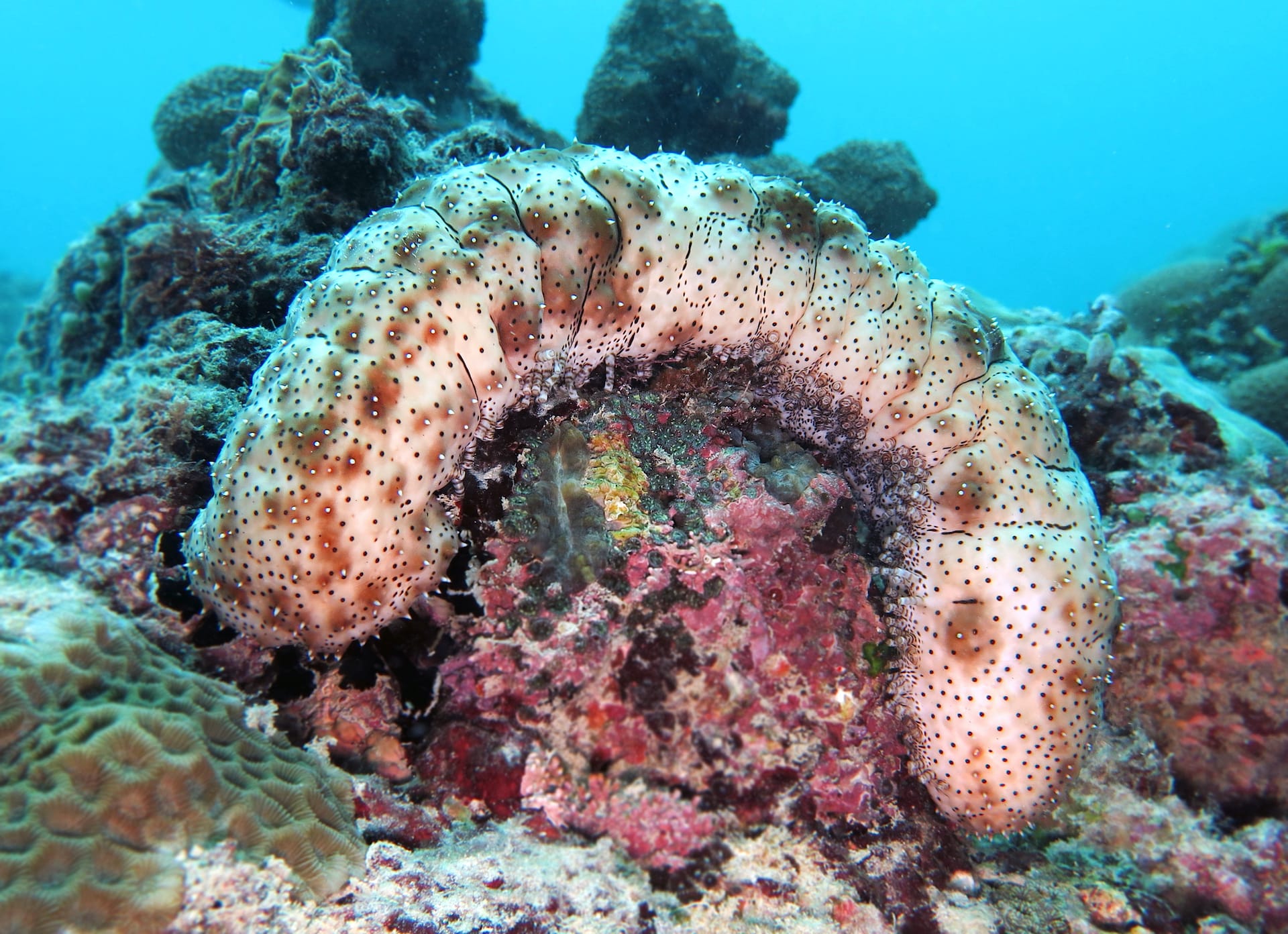 blackspotted-sea-cucumber_bohadschia-graeffei-vardhan-patankar_cuaslv